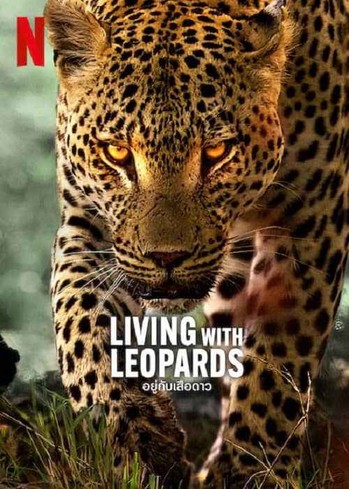 Living with Leopards (2024) อยู่กับเสือดาว
